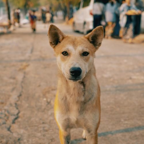 5-ways-an-animal-NGO-in-India-can-help-care-for-stray-animals-Tony-Wu